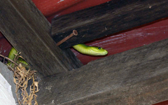 Dendroaspis angusticeps