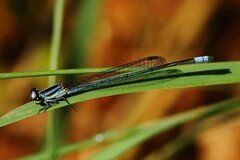 Pseudagrion kersteni