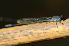 Pseudagrion salisburyense