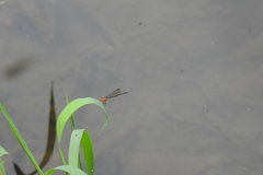 Pseudagrion rubriceps