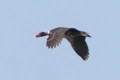 Plectropterus gambensis