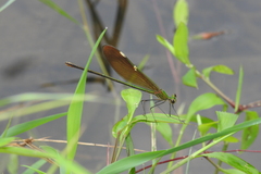 Neurobasis chinensis