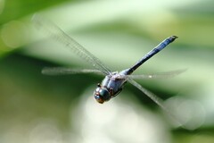 Zygonyx natalensis