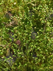 Funaria hygrometrica