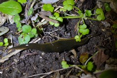 Newzealandia