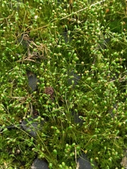 Funaria hygrometrica