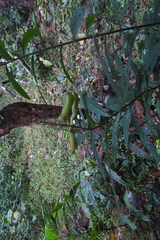 Crotalarieae