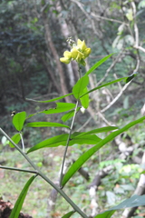 Crotalarieae