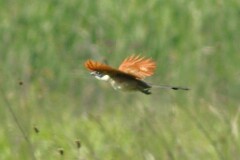 Centropus superciliosus burchellii