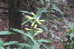 Crotalarieae