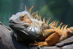 Iguana