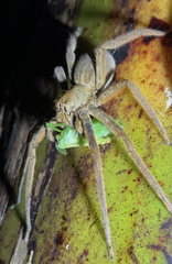 Cupiennius coccineus