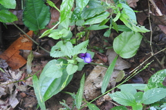 Torenia