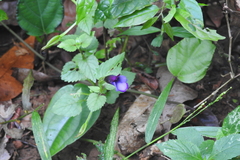 Torenia
