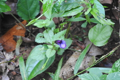 Torenia