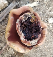 Suillellus amygdalinus