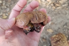 Suillellus amygdalinus