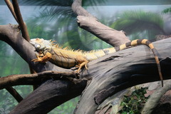 Iguana