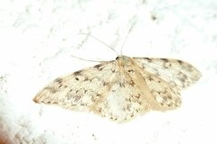 Idaea contiguaria
