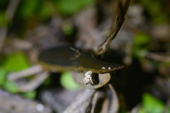 Newzealandia