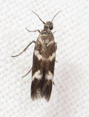 Scythris trivinctella