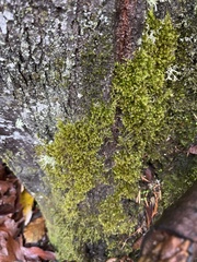 Homalothecium fulgescens