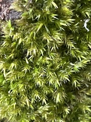 Homalothecium fulgescens