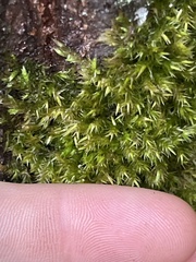 Homalothecium fulgescens