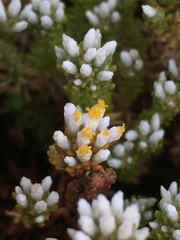 Helichrysum niveum