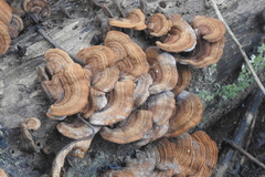 Phylloporia