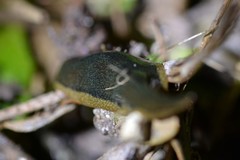 Newzealandia