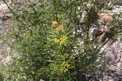 Nidorella resedifolia