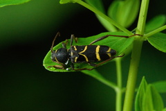 Clytus