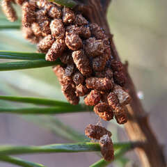 Acantholyda hieroglyphica