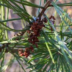 Acantholyda hieroglyphica