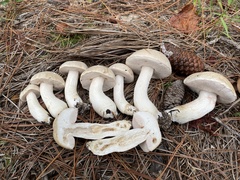 Tylopilus rhoadsiae