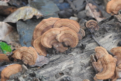 Phylloporia