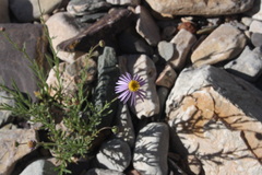 Felicia muricata