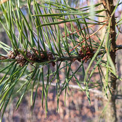 Acantholyda hieroglyphica