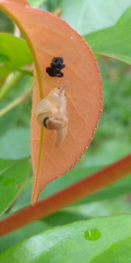 Helicarion perfragilis
