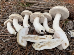 Tylopilus rhoadsiae