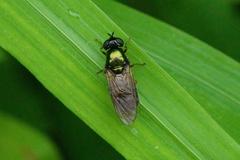 Chloromyia