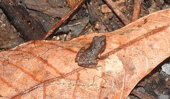 Pseudophilautus wynaadensis