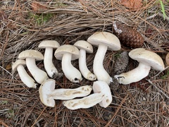 Tylopilus rhoadsiae