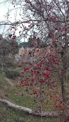 Crataegus