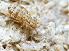 Cerobasis