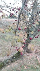 Crataegus