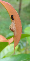 Helicarion perfragilis