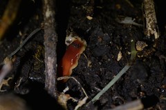 Arthurdendyus testaceus