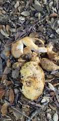 Lactarius alnicola